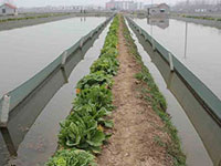 養殖戶：董先生